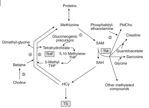 cycle-methionine-homocysteine.jpg