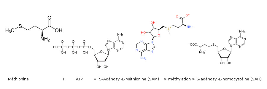 Méthionine + ATP = S-Adénosyl-L-Méthionine (SAM) > méthylation > S-adénosyl-L-homocystéine (SAH)